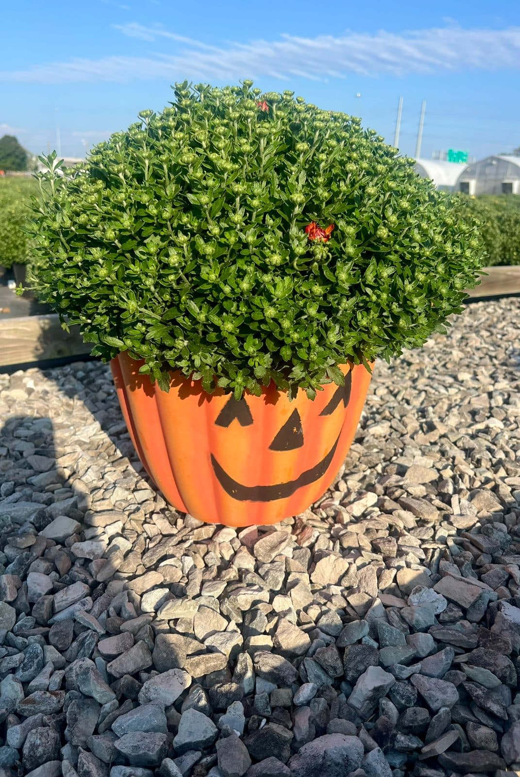 Paul the Bronze Pumpkin Mum
