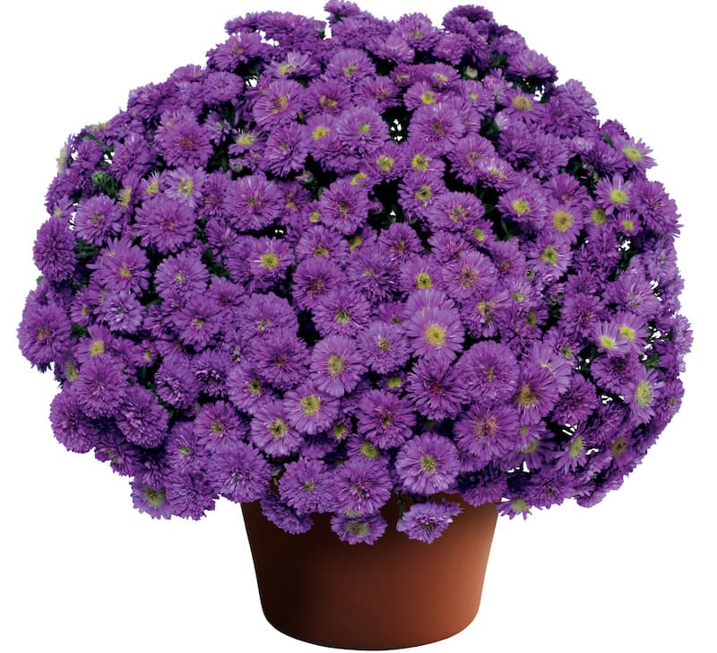 9" Blue Aster