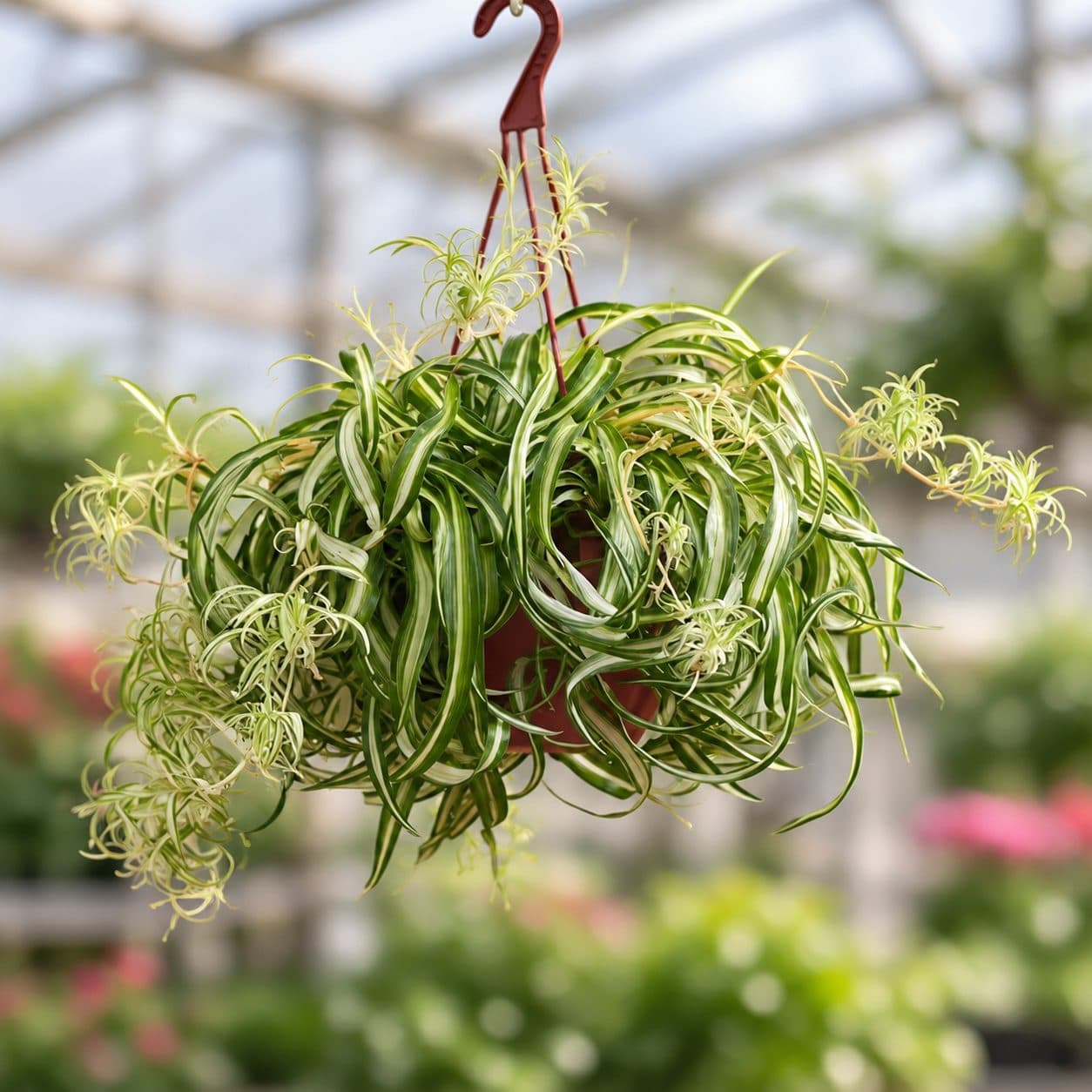 8" Hanging Basket Variegated 'Bonnie' Spider Plant
