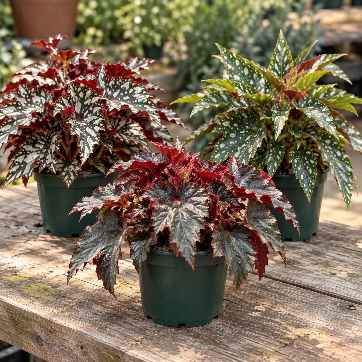 6" Assorted Rex Begonia