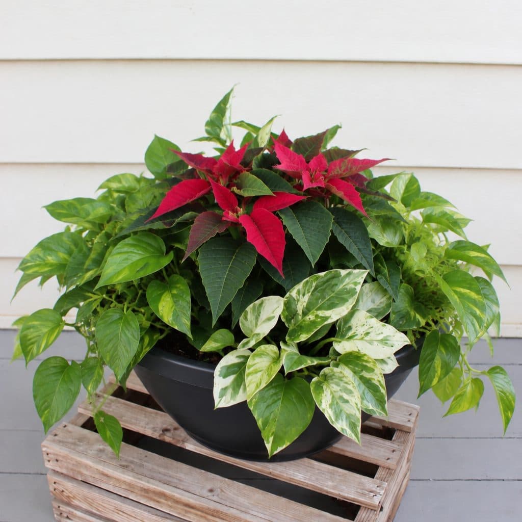10" Holiday Cheer Bowl