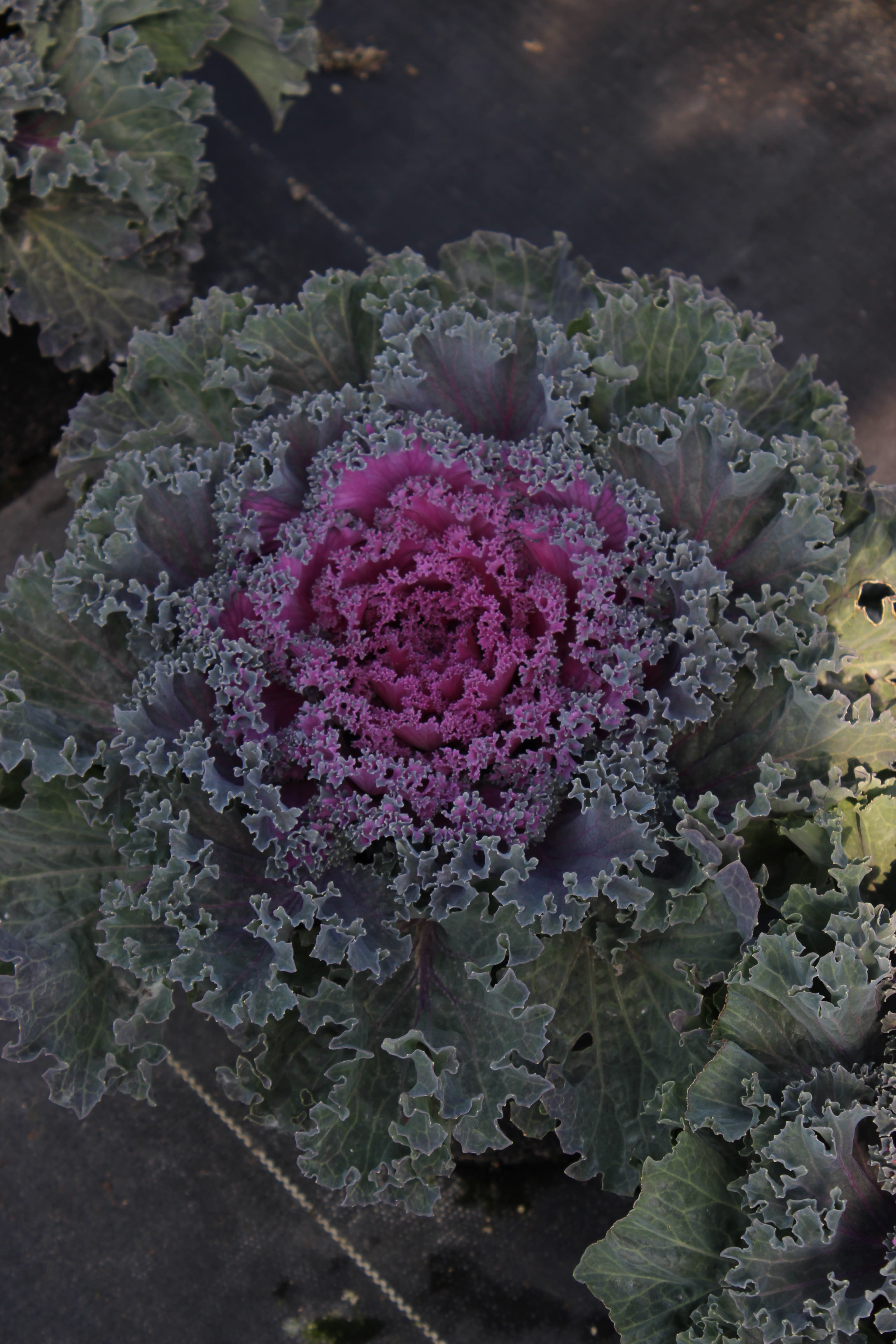 9" Ornamental Kale Nagoya Red