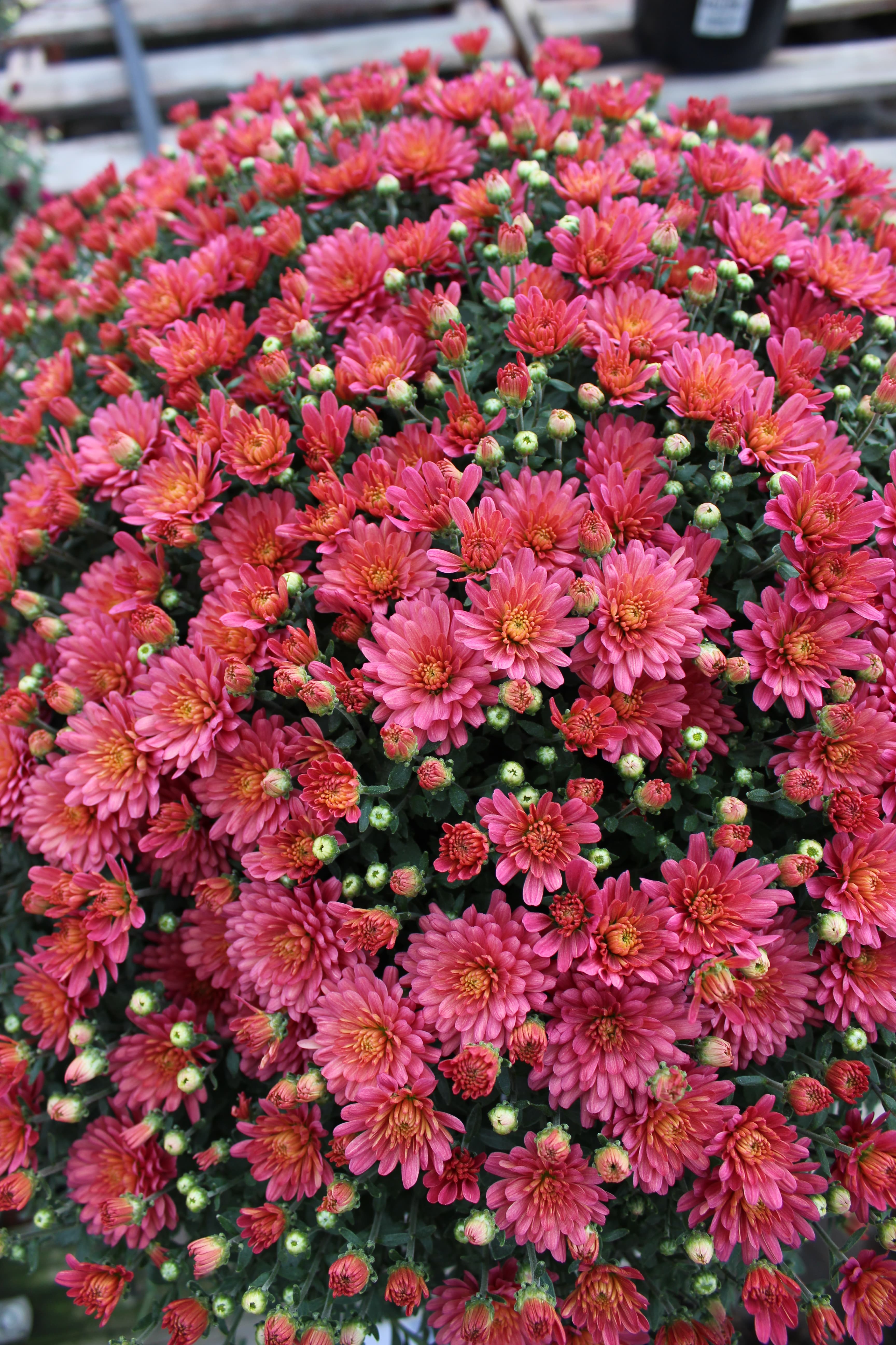 9" Garden Mum Pink/Purple