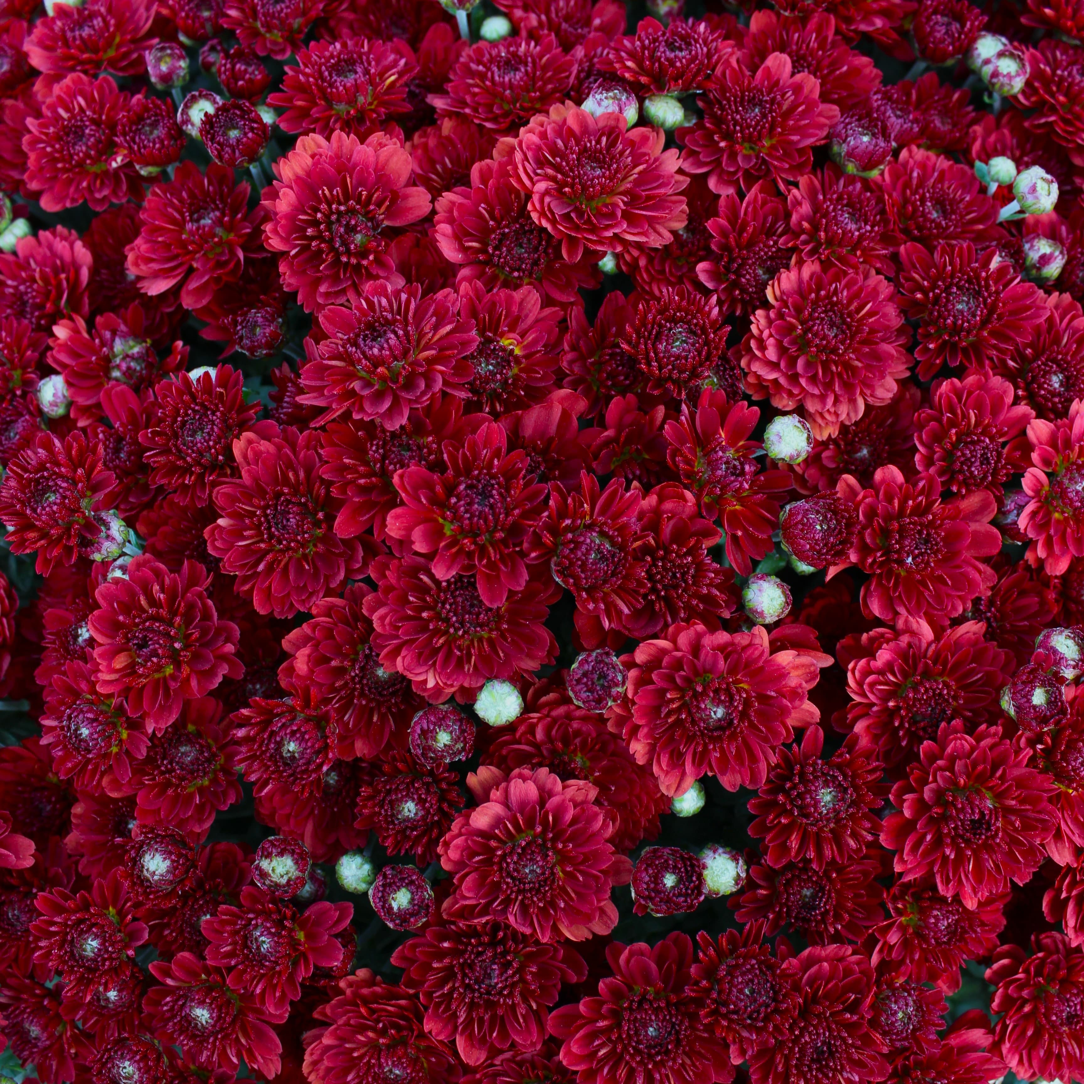 9" Garden Mum Red