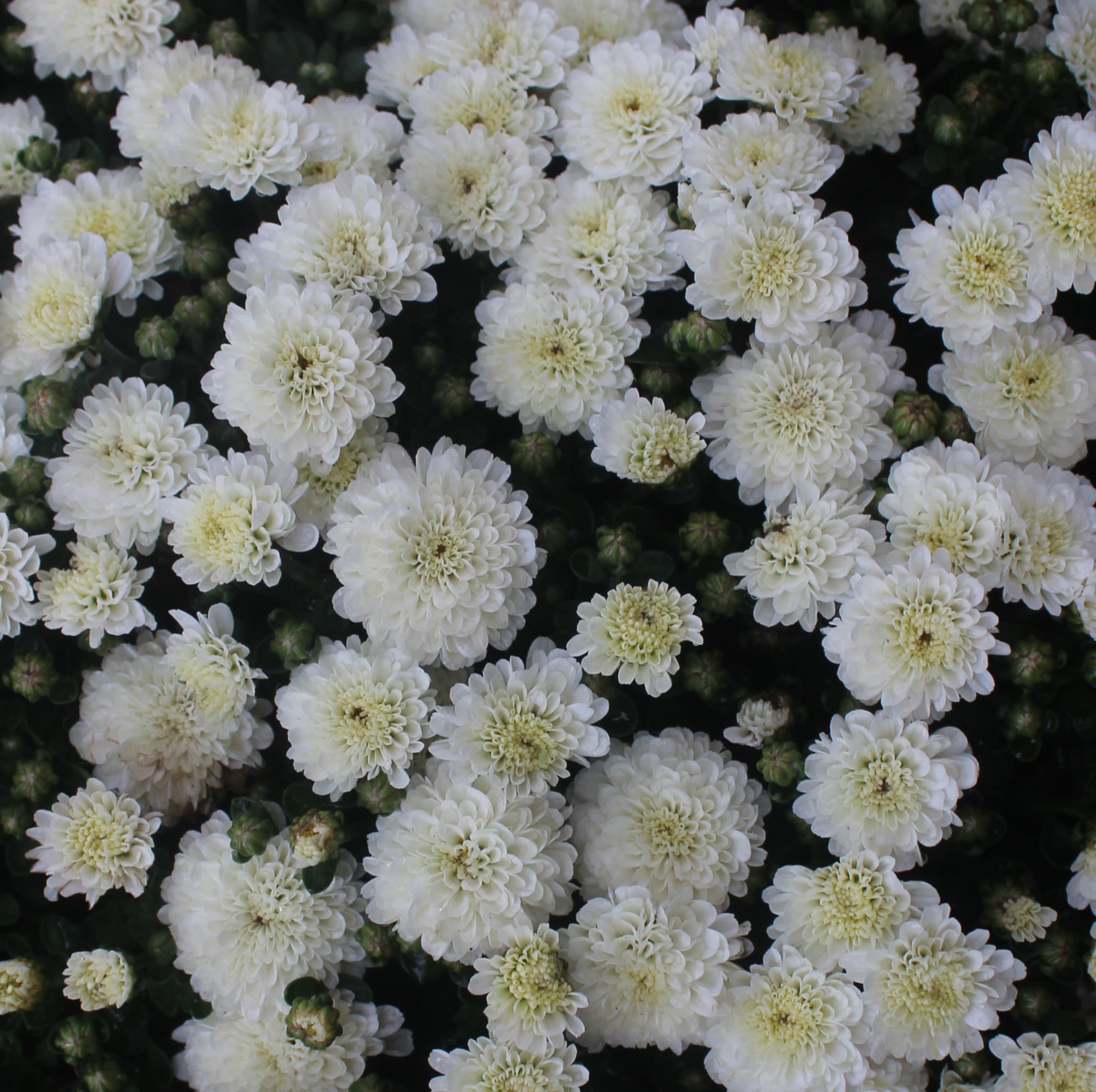 9" Garden Mum White