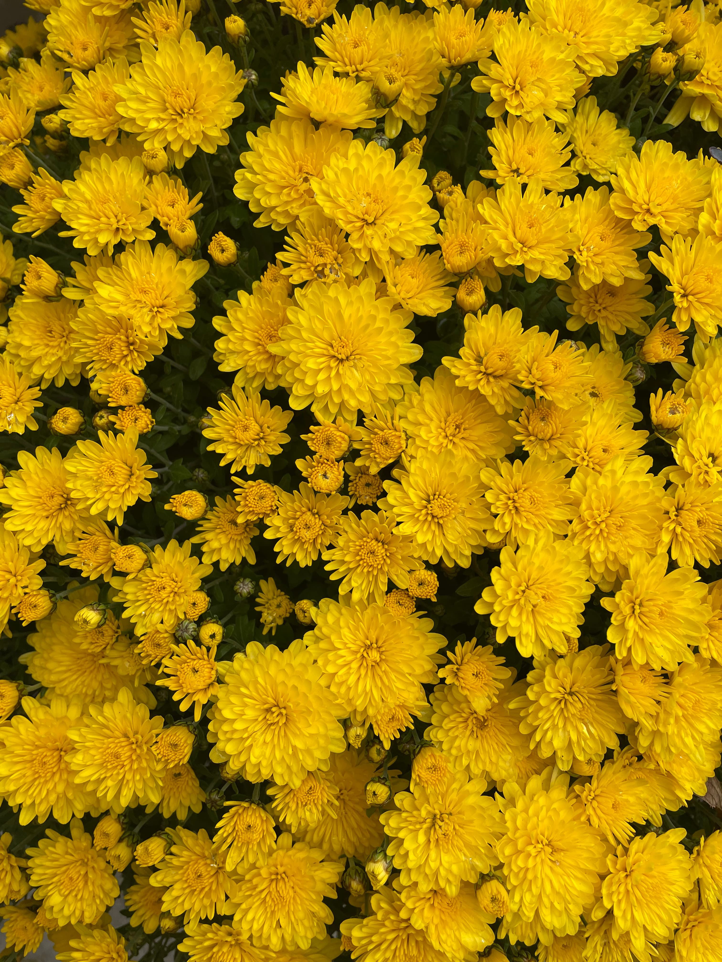 9" Garden Mum Yellow