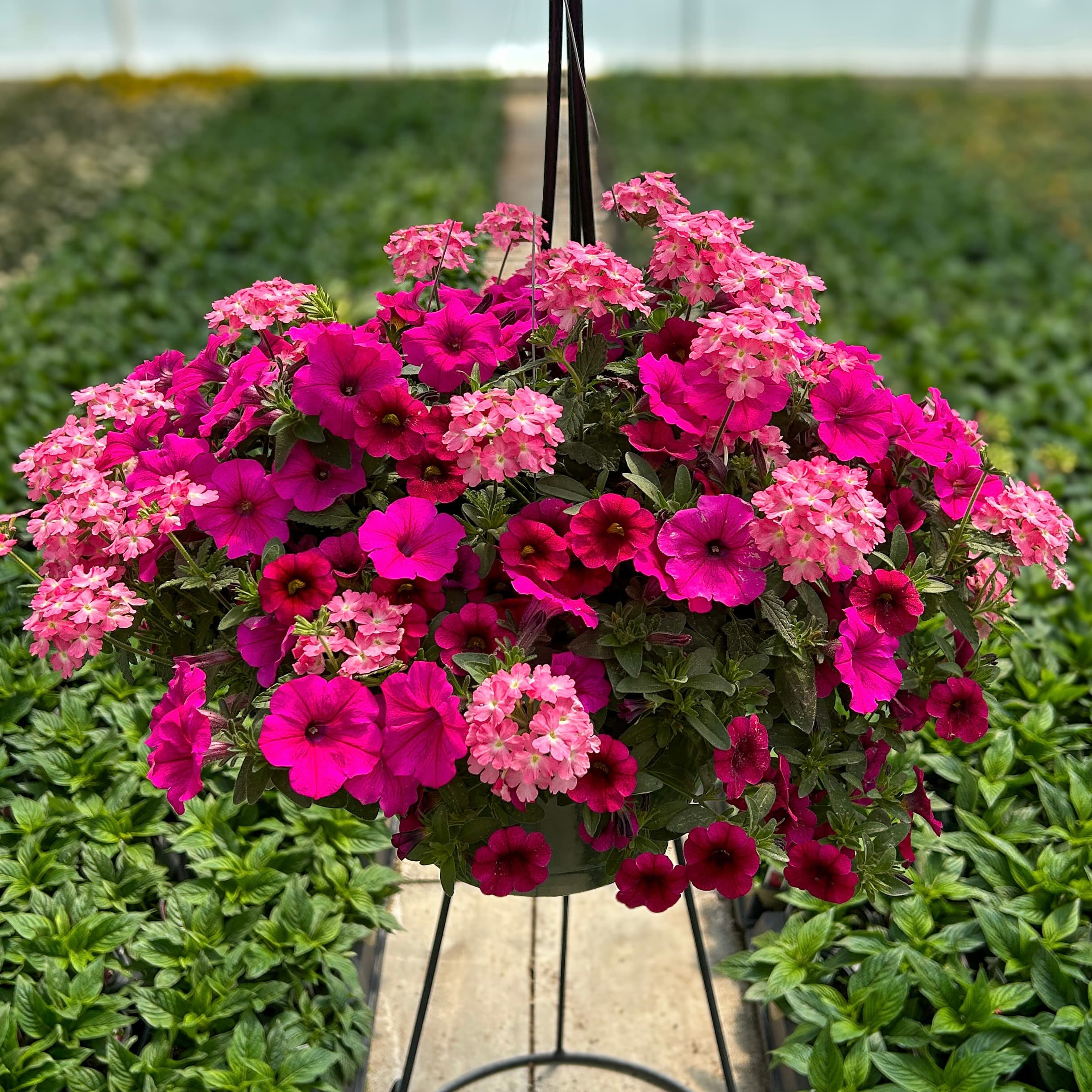 10" Sun Combo Basket Endurable Cerise