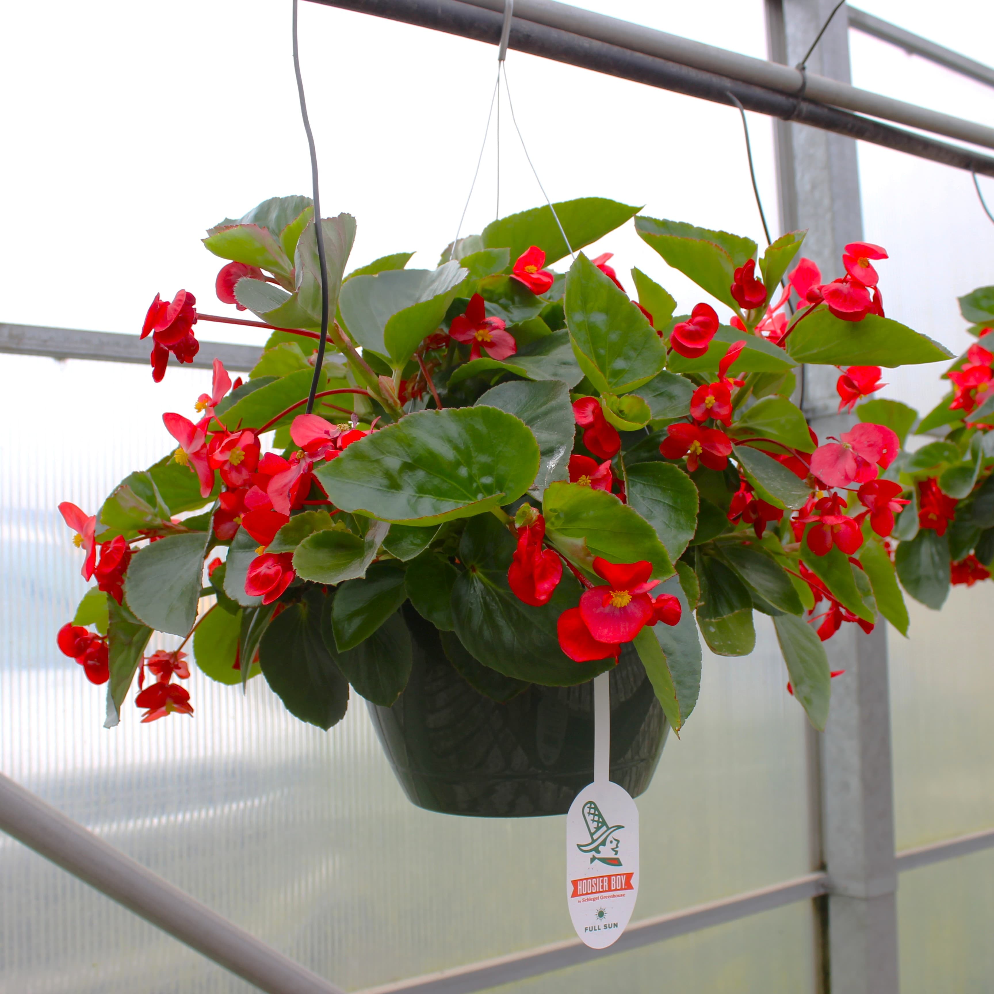 10" Dragon Wing Begonia Basket