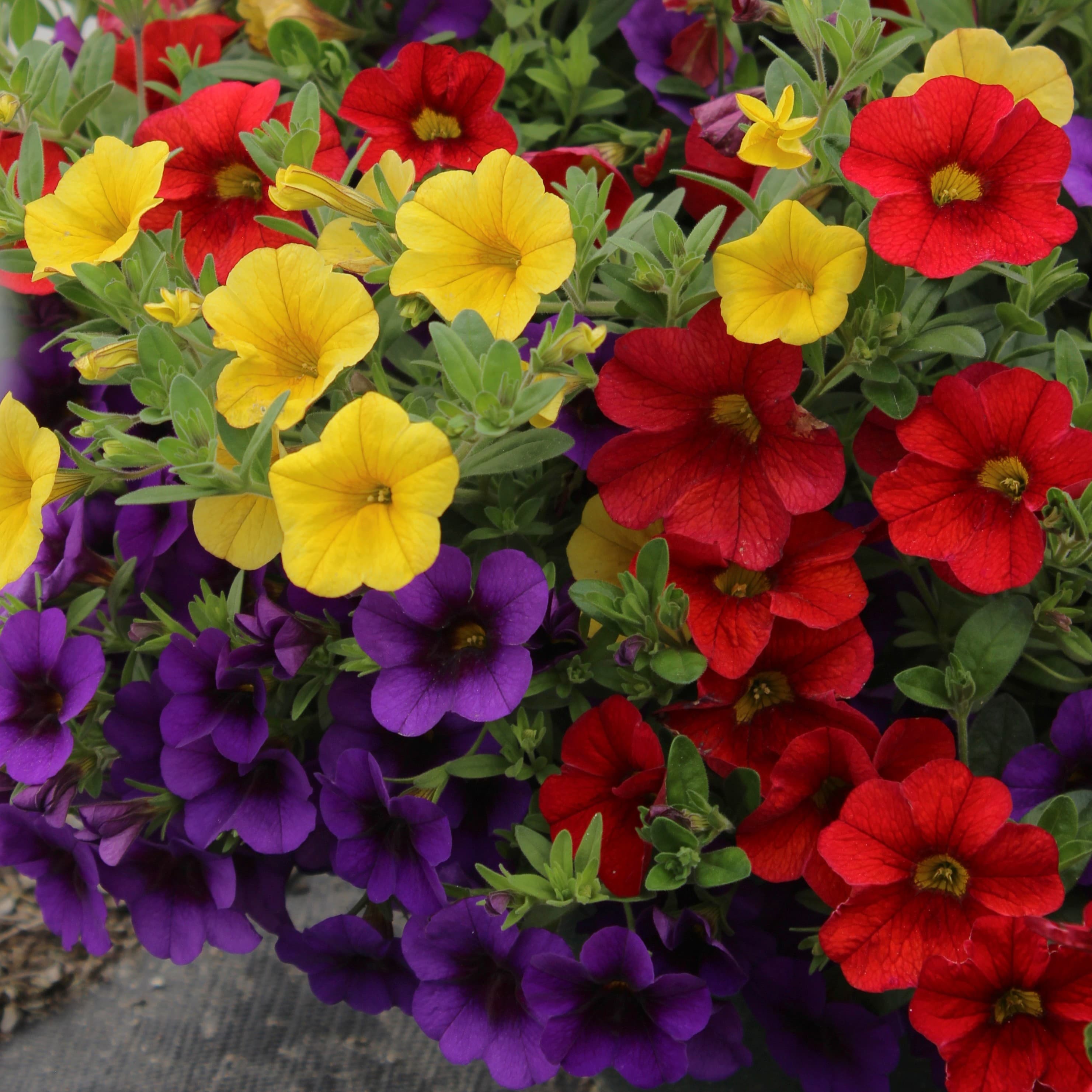 10" Calibrachoa Mix Basket