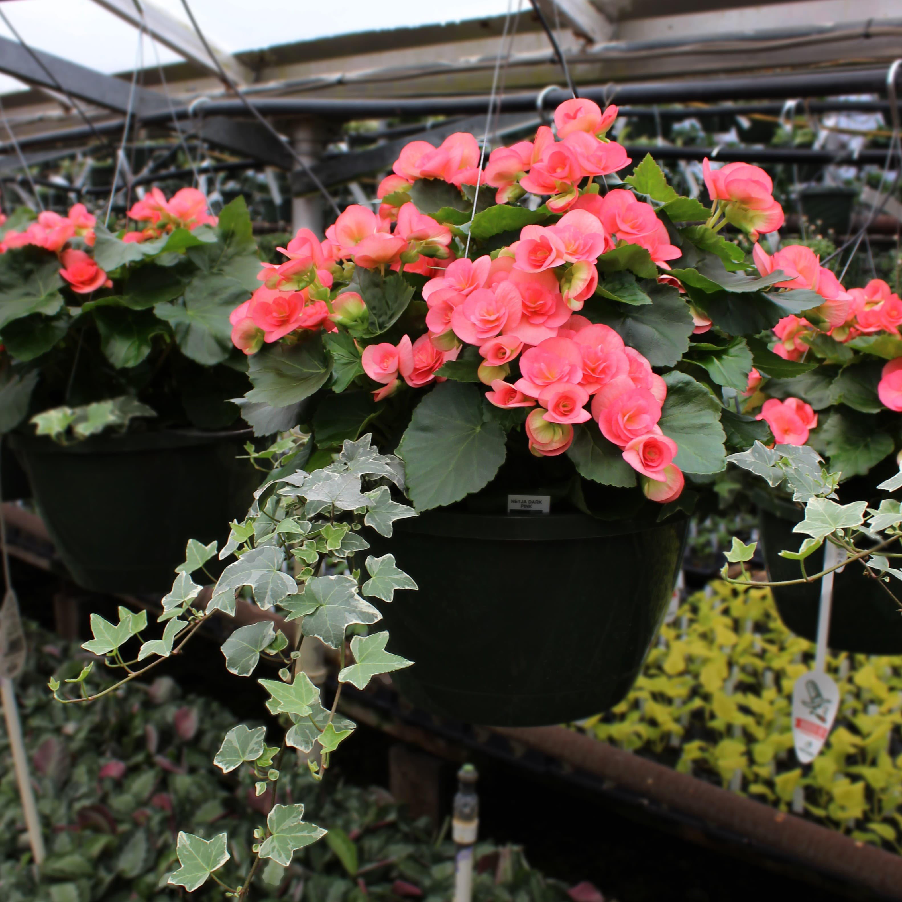 10" Pink Begonia & Ivy Combo Basket