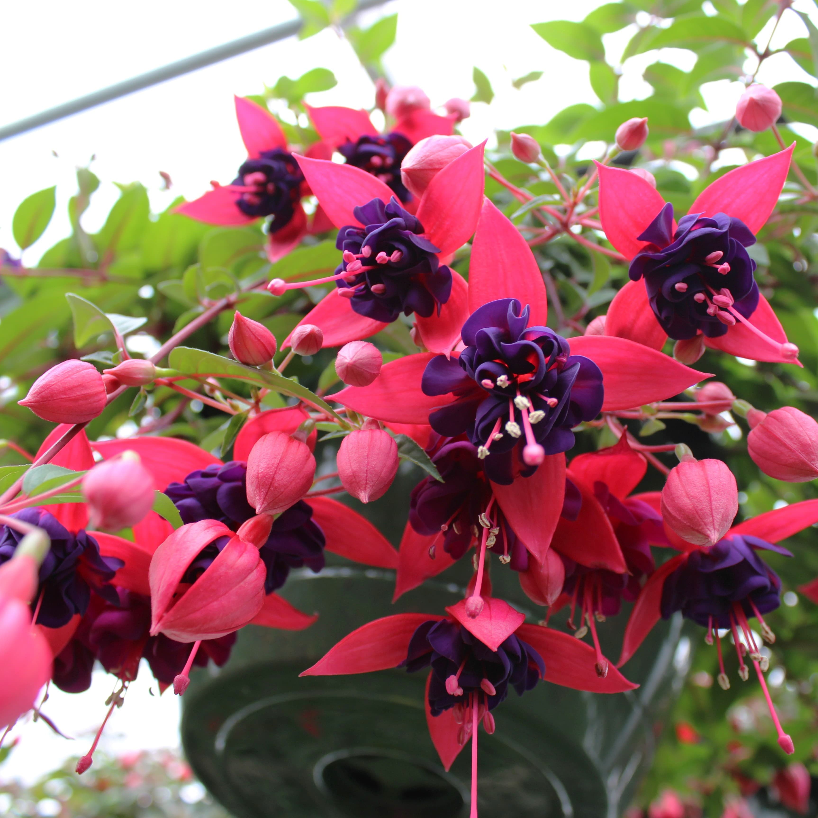 10" Fuchsia Dollar Princess Basket