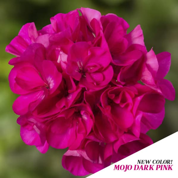 10" Pink Geranium Combo Basket