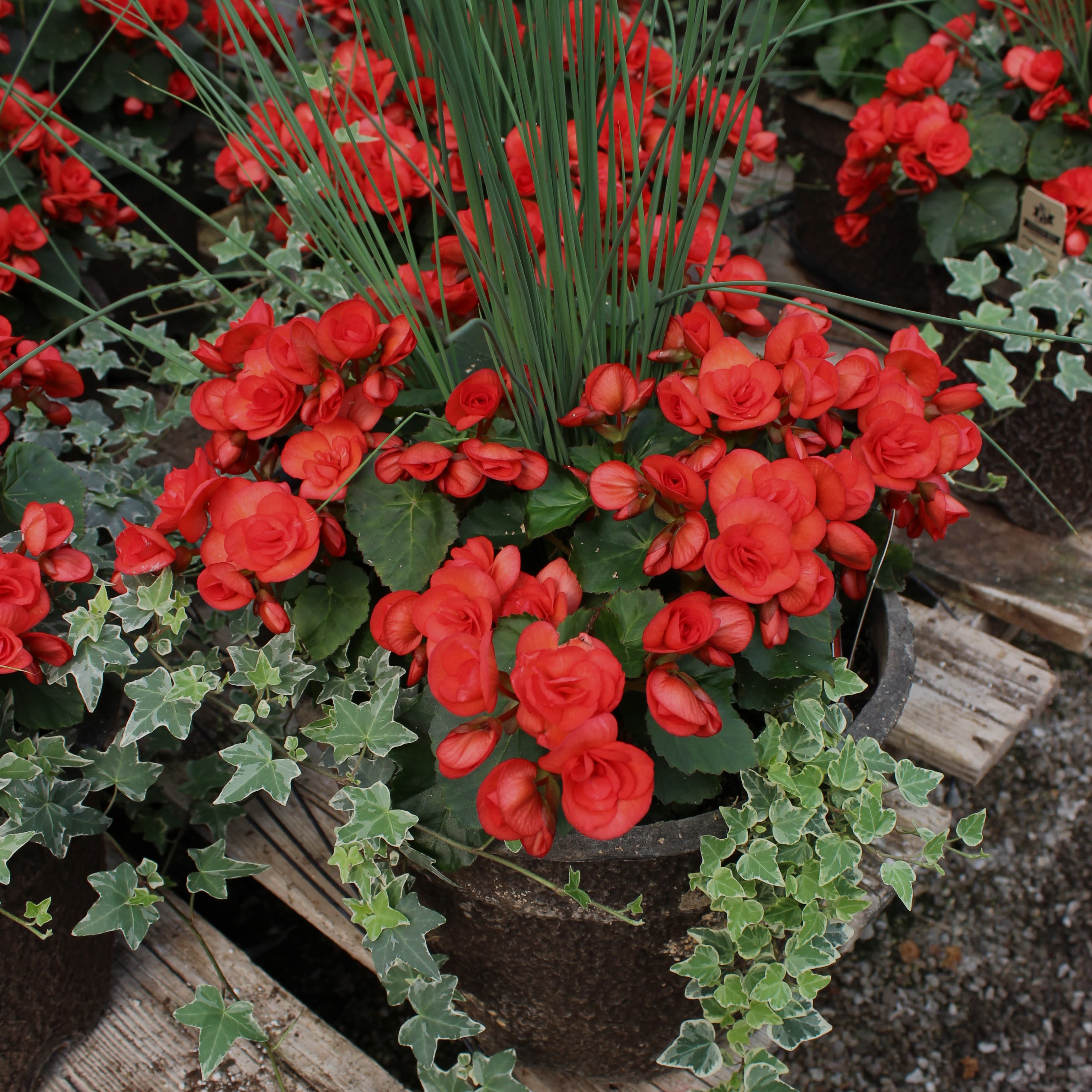 12" Red Reiger Begonia Combo Planter