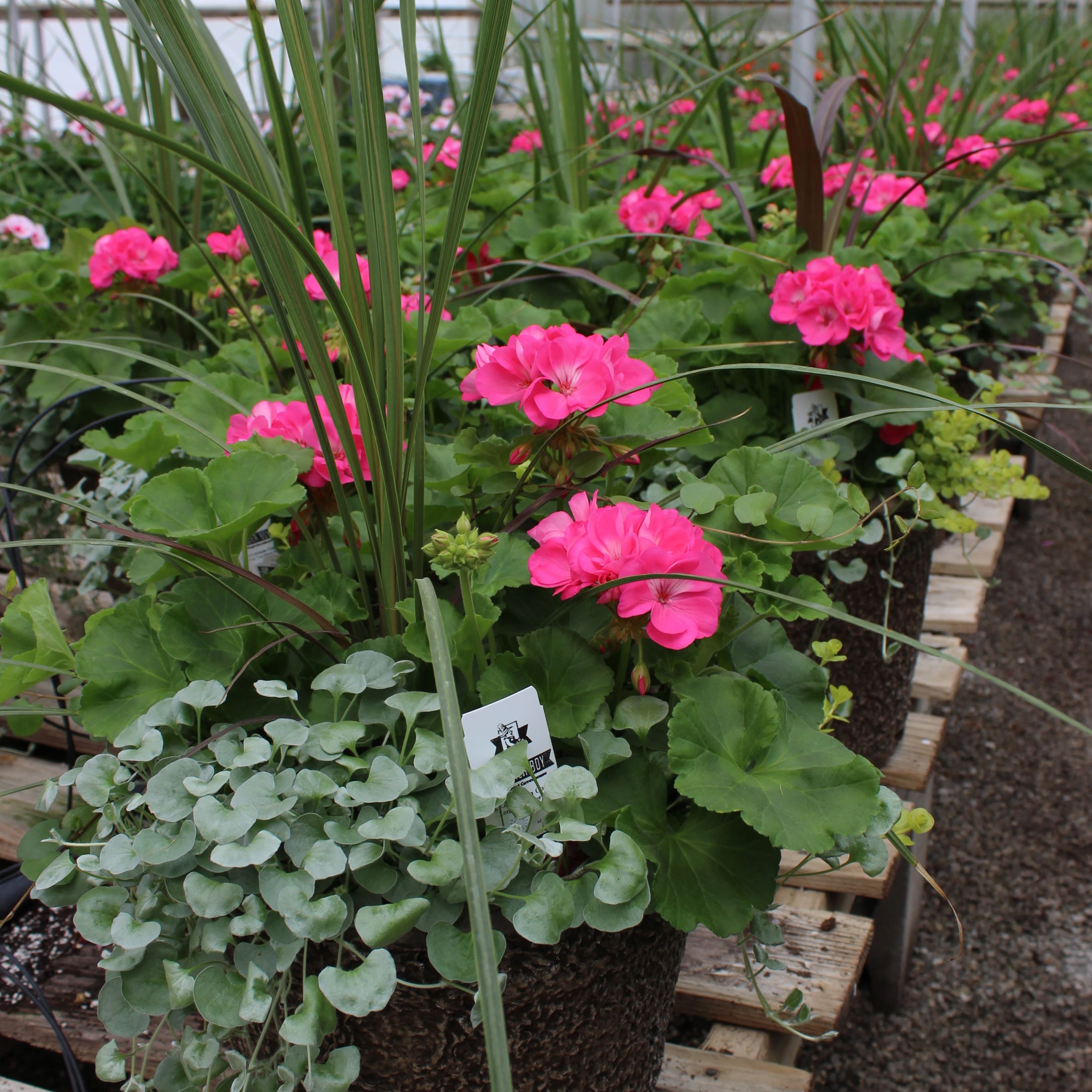 12" Pink Geranium Combo Planter