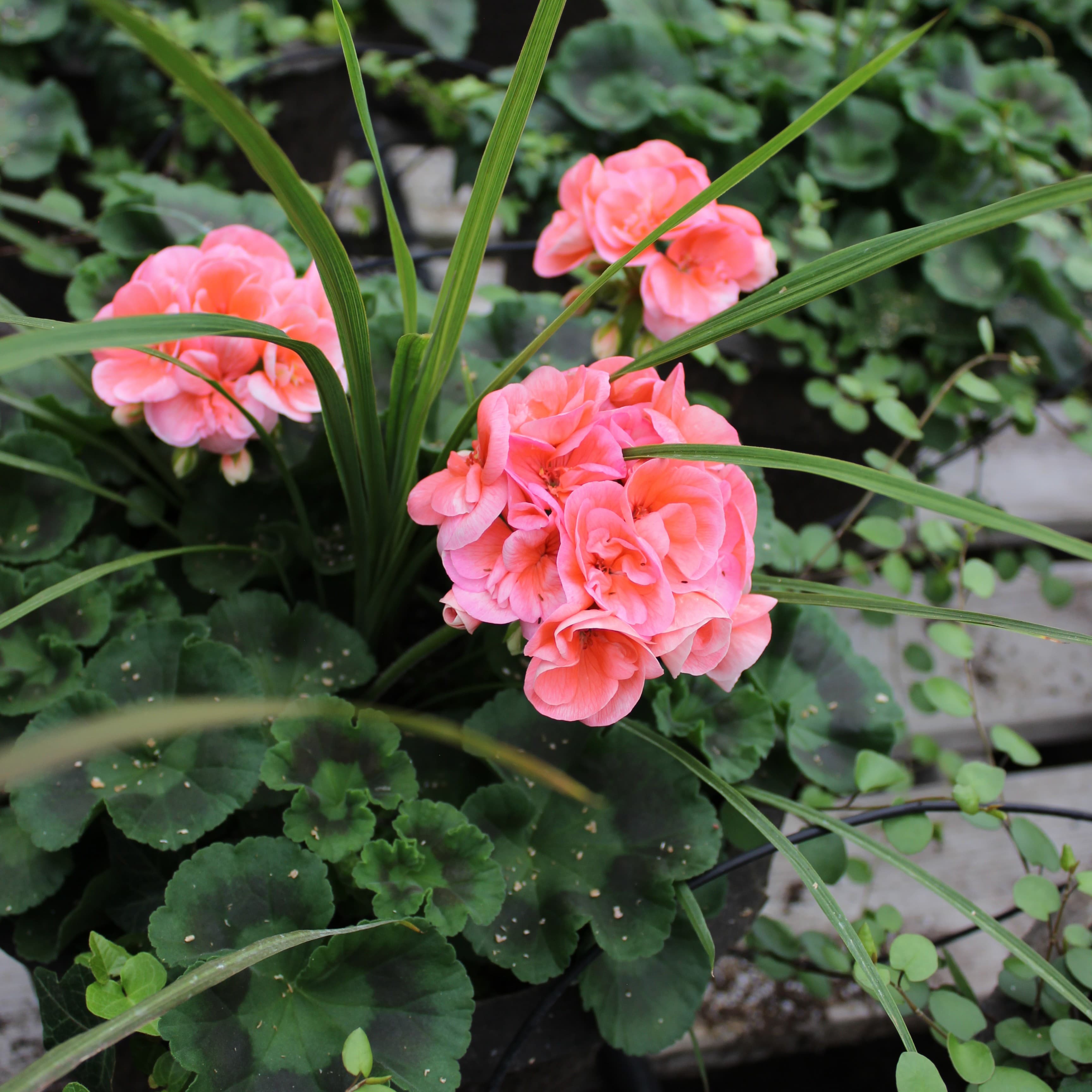 12" Salmon Geranium Combo Planter
