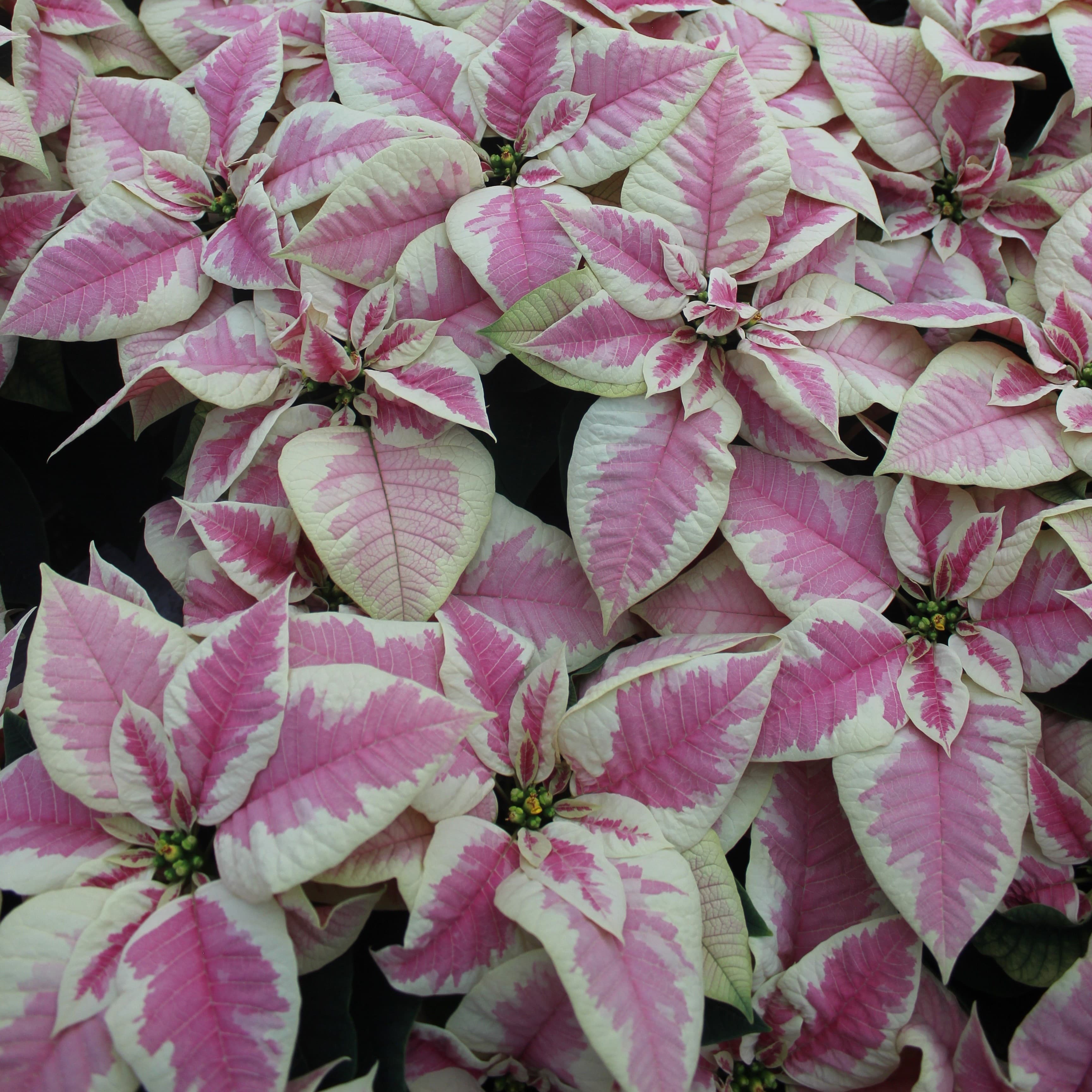 6" Marble Poinsettia