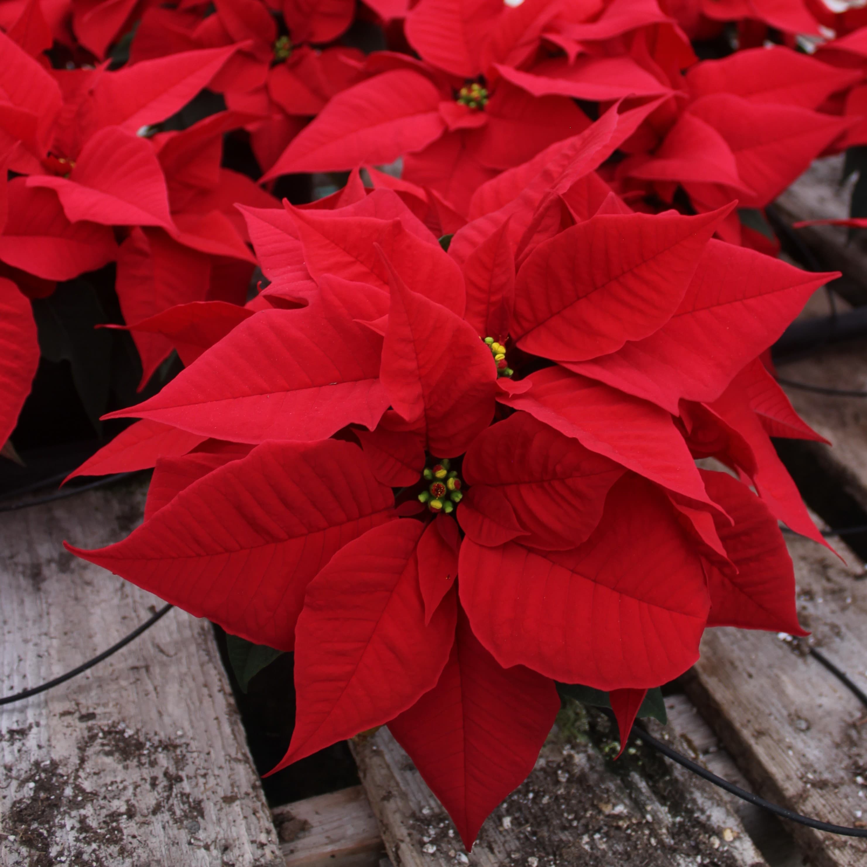6" Red Poinsettia