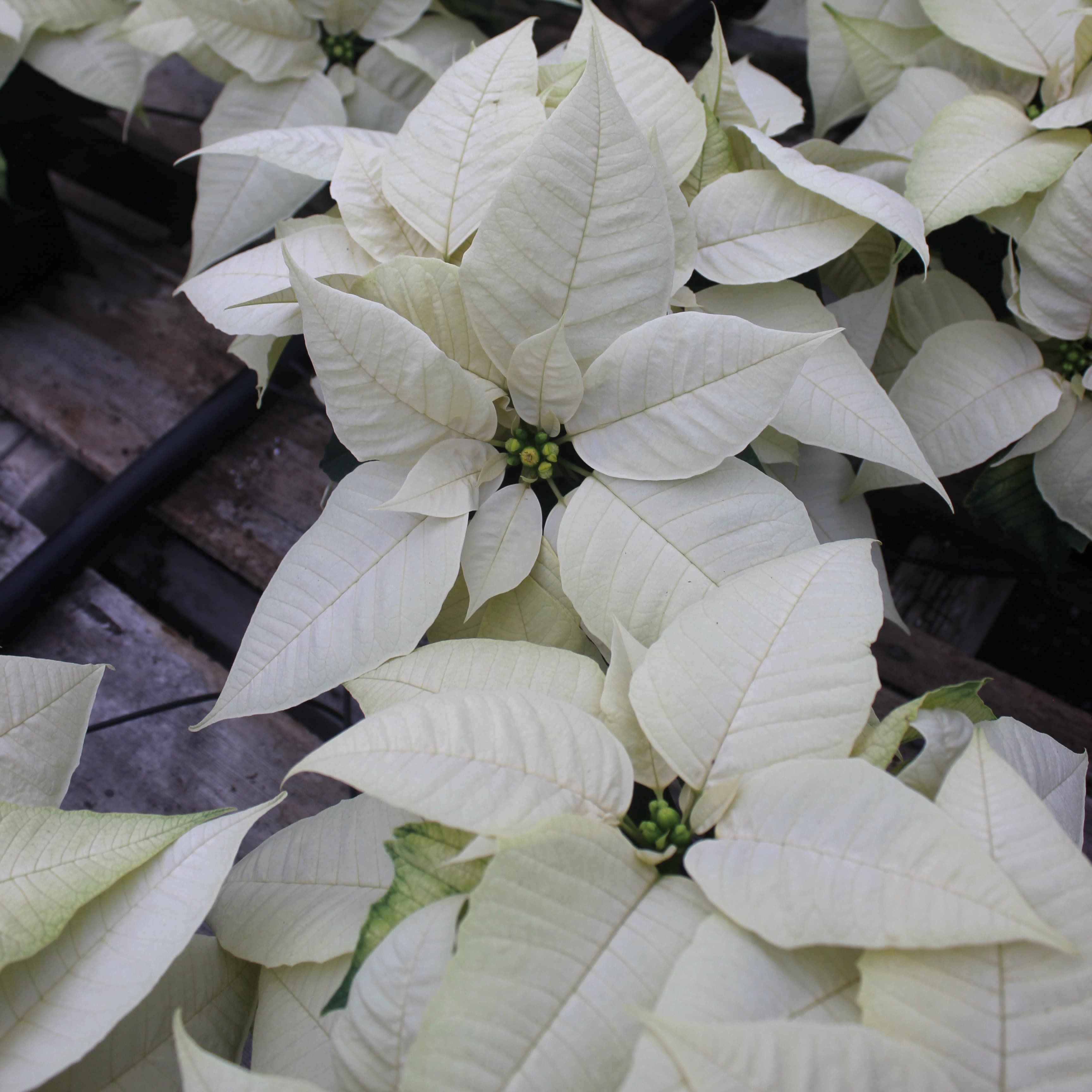 6" White Poinsettia