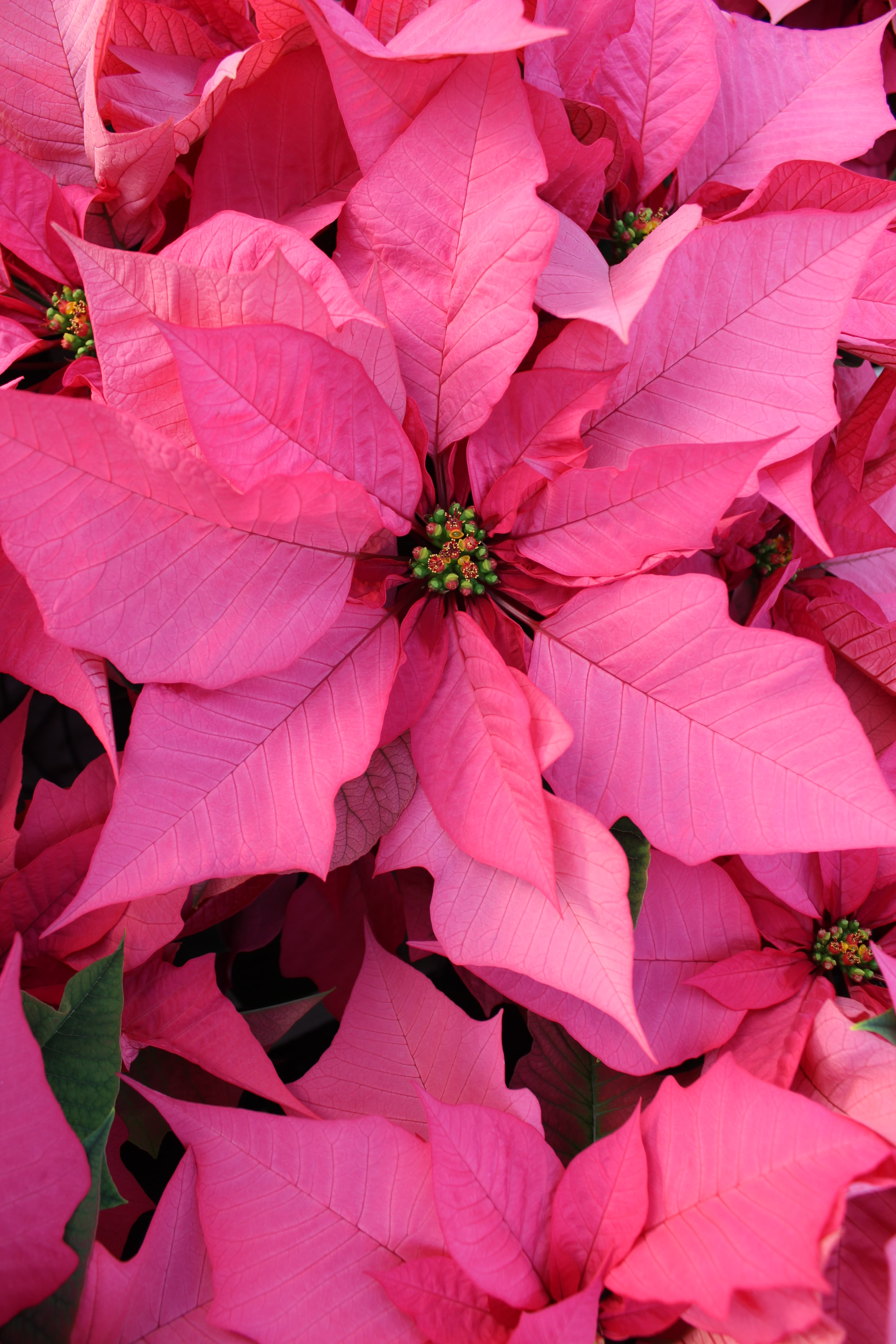 6" Pink Poinsettia